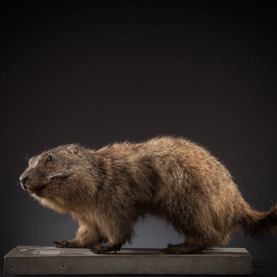 IES_SANISIDRO_MUSEO_Zoolgía_107