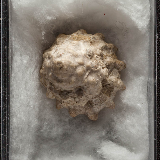 IES_ISABELLACATOLICA_BIOLOGIA_323