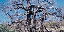 Baobab gigante, Namibia