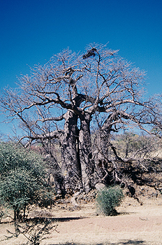 Baobab gigante, Namibia