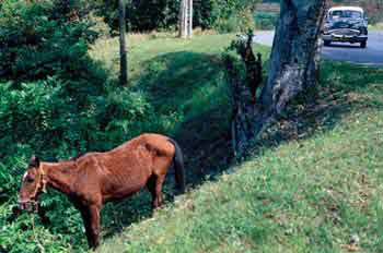 Caballo