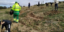 Plantación en el parque forestal de Valdebebas 2019 5