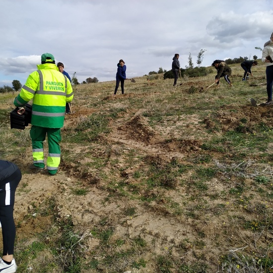Plantación en el parque forestal de Valdebebas 2019 5