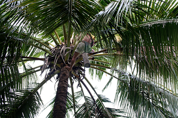 Recolector de vino de Palma, Jogyakarta, Indonesia