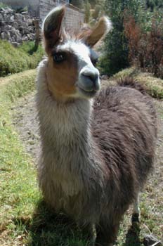 Llama, Perú