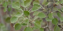 álamo blanco - Hojas (Populus alba)