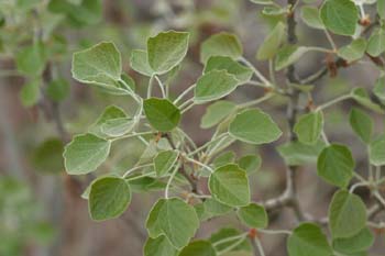 álamo blanco - Hojas (Populus alba)
