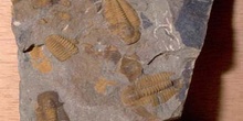 Trilobites en placa (Trilobites) Cámbrico