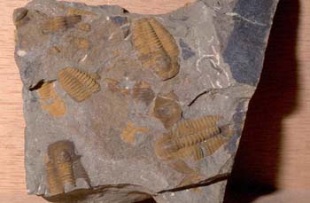 Trilobites en placa (Trilobites) Cámbrico