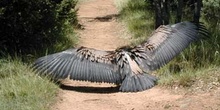 Buitre leonado (Gyps fulvus)