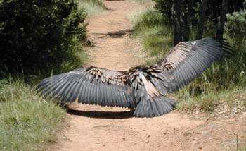 Buitre leonado (Gyps fulvus)