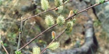 Sauce cabruno - Flor masc. (Salix caprea)