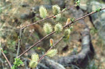 Sauce cabruno - Flor masc. (Salix caprea)