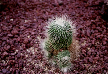 Mamiliaria spinosissimae