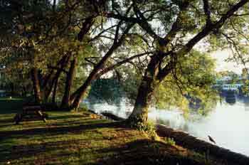 árboles en un parque