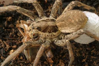 Araña lobo o tarántula (Lycosa radiata)