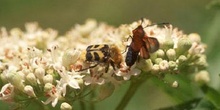 Cetónido avispa (Trichus fasciatus)