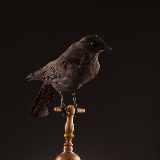 IES_SANISIDRO_BIOLOGIA_408