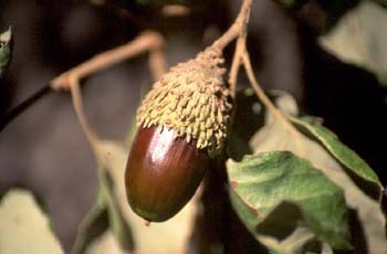 Alcornoque - Bellota (Quercus suber)