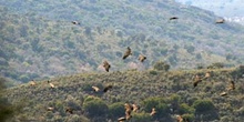 Buitre leonado (Gyps fulvus)