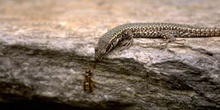 Lagartija roquera - Macho (Podarcis muralis)