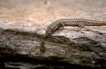 Lagartija roquera - Macho (Podarcis muralis)