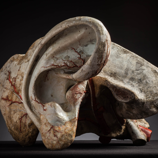 IES_CARDENALCISNEROS_ANATOMIA_MODELOS_130