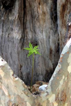 Castaño de Indias - Planta jóven sobre plátano (Aesculus hippoca