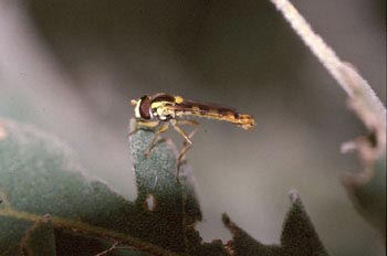 Mosca cernícalo (Melanostoma sp.)