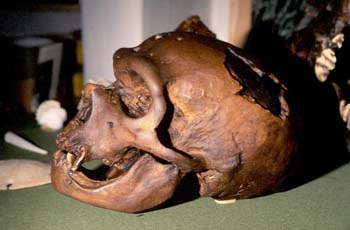 Homo sapiens neanderthalensis (Mamífero-Homínido) Pleistoceno
