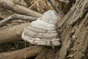 Hongo yesquero (Fomes fometarius)