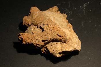 Thecosmilia Trichotoma (Coral) Jurásico