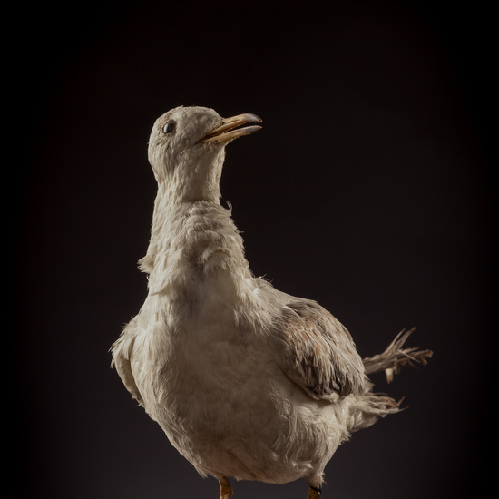 IES_CERVANTES_BIOLOGIA_003