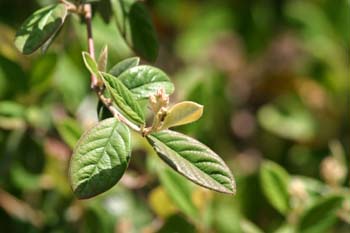 Espino de fuego (Pyracantha coccinea)