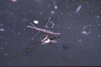 Hidrómetra (Hydrometra stagnorum)