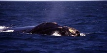 Ballena jorobada, Argentina