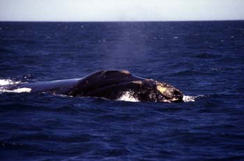 Ballena jorobada, Argentina