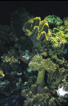 Corales (Alcionario)