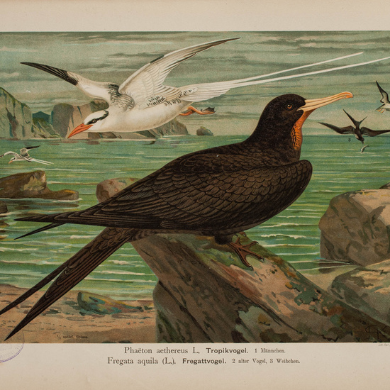 IES_CARDENALCISNEROS_AVES_LAMINAS_086