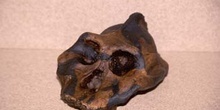 Australopithecus aetiopicus (Mamífero-Homínido) Plioceno