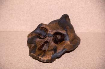 Australopithecus aetiopicus (Mamífero-Homínido) Plioceno