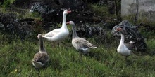 Grupo de gansos domésticos, Ecuador