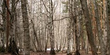Abedul llorón - Bosque (Betula pendula)