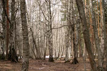 Abedul llorón - Bosque (Betula pendula)