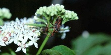 Chinche asesina (Rhinocoris iracundus)