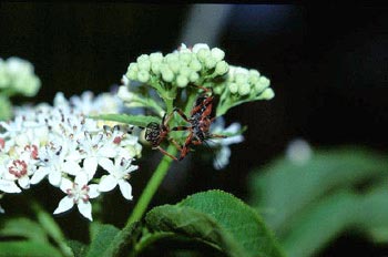 Chinche asesina (Rhinocoris iracundus)