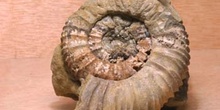 Ammonites sp. (Molusco-Ammonites) Jurásico