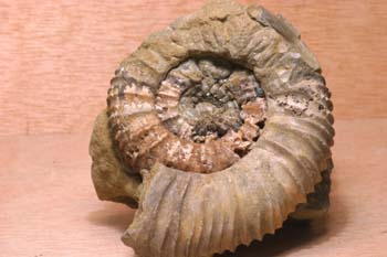 Ammonites sp. (Molusco-Ammonites) Jurásico