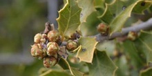 Coscoja / carrasca - Flor (Quercus coccifera)