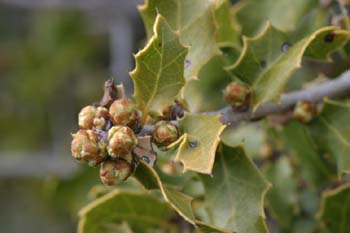 Coscoja / carrasca - Flor (Quercus coccifera)